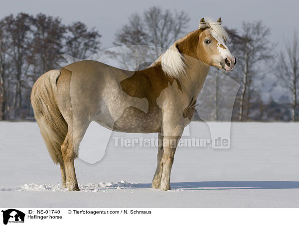 Haflinger / Haflinger horse / NS-01740
