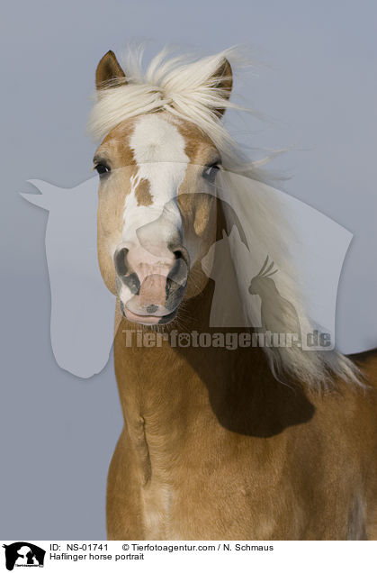 Haflinger Portrait / Haflinger horse portrait / NS-01741