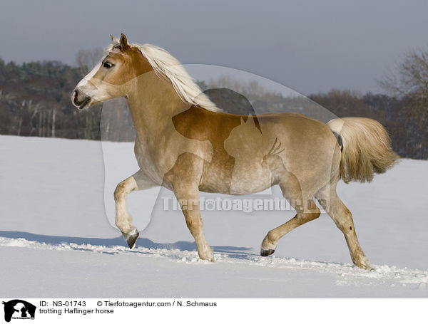 trabender Haflinger / trotting Haflinger horse / NS-01743