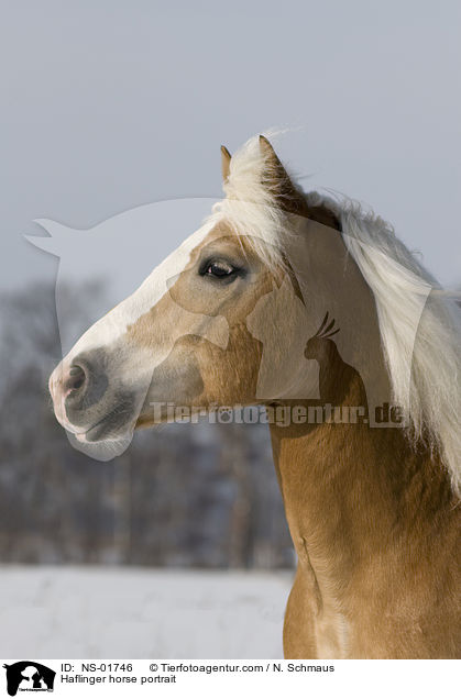 Haflinger Portrait / Haflinger horse portrait / NS-01746
