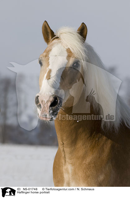Haflinger Portrait / Haflinger horse portrait / NS-01748