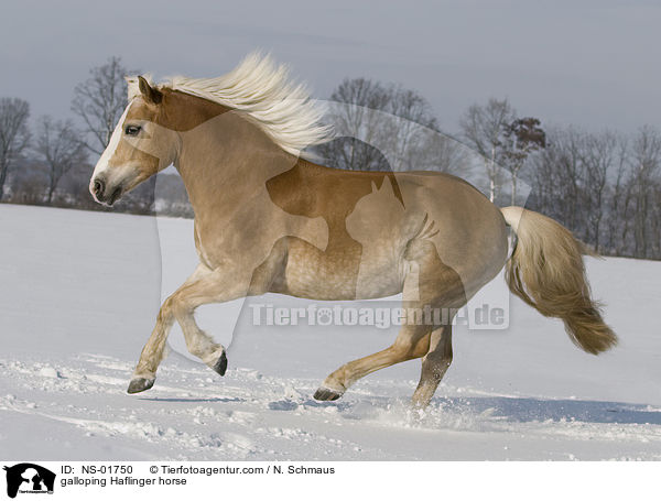 galoppierender Haflinger / galloping Haflinger horse / NS-01750