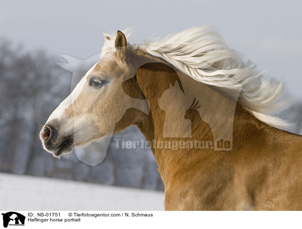 Haflinger Portrait / Haflinger horse portrait / NS-01751