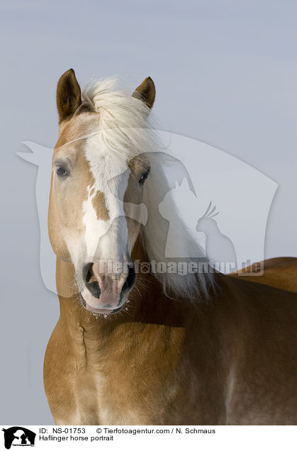 Haflinger Portrait / Haflinger horse portrait / NS-01753