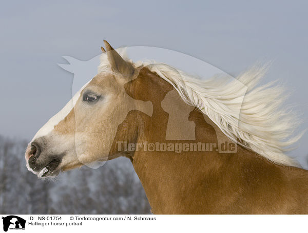 Haflinger Portrait / Haflinger horse portrait / NS-01754