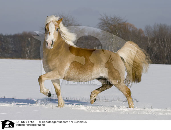 trabender Haflinger / trotting Haflinger horse / NS-01755