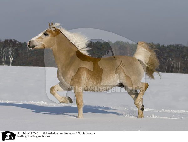 trabender Haflinger / trotting Haflinger horse / NS-01757