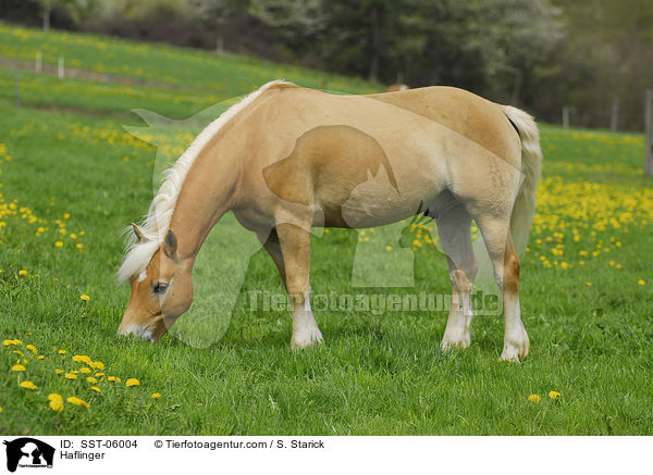 Haflinger / Haflinger / SST-06004