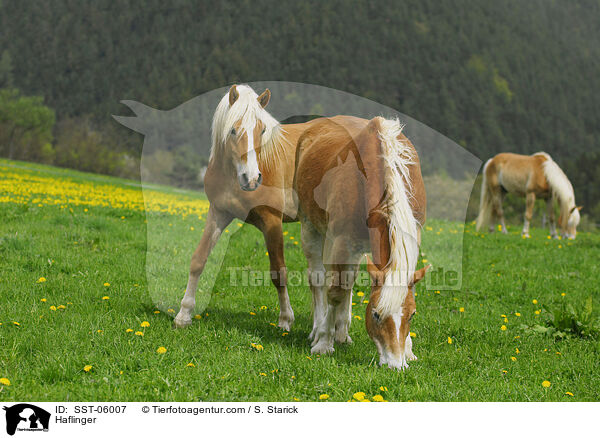 Haflinger / Haflinger / SST-06007