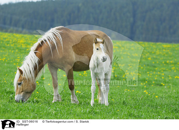 Haflinger / Haflinger / SST-06016