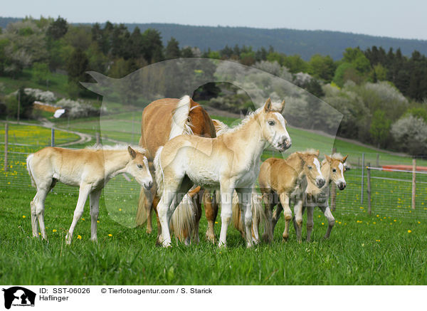 Haflinger / Haflinger / SST-06026