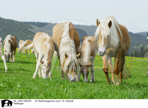 Haflinger / Haflinger / SST-06030