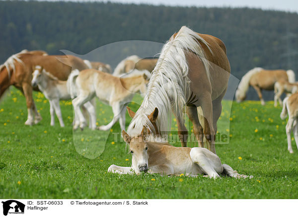 Haflinger / SST-06033