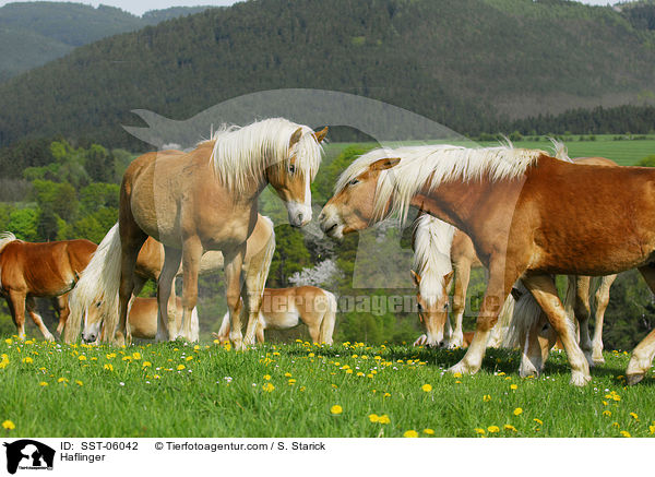 Haflinger / Haflinger / SST-06042