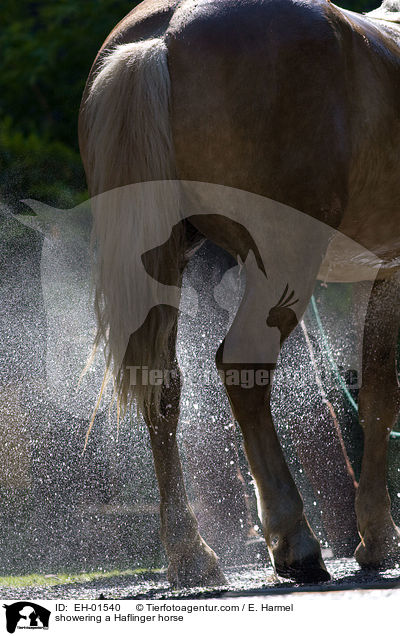 Haflinger wird geduscht / showering a Haflinger horse / EH-01540