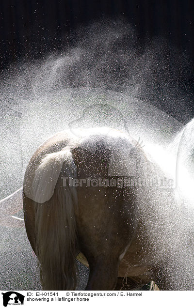 Haflinger wird geduscht / showering a Haflinger horse / EH-01541