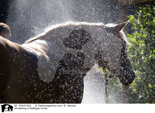 Haflinger wird geduscht / showering a Haflinger horse / EH-01542