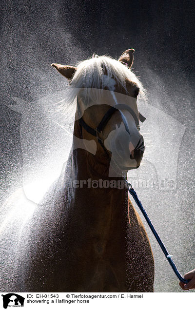 Haflinger wird geduscht / showering a Haflinger horse / EH-01543