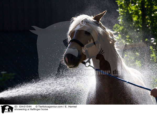 Haflinger wird geduscht / showering a Haflinger horse / EH-01544