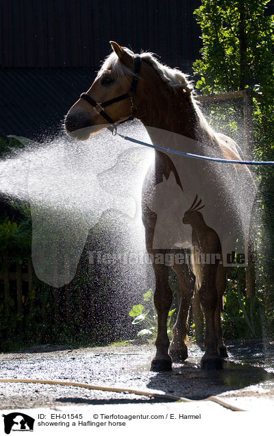 Haflinger wird geduscht / showering a Haflinger horse / EH-01545