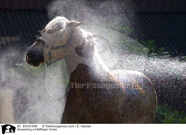 Haflinger wird geduscht / showering a Haflinger horse / EH-01546
