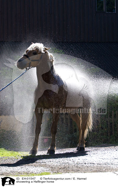 Haflinger wird geduscht / showering a Haflinger horse / EH-01547