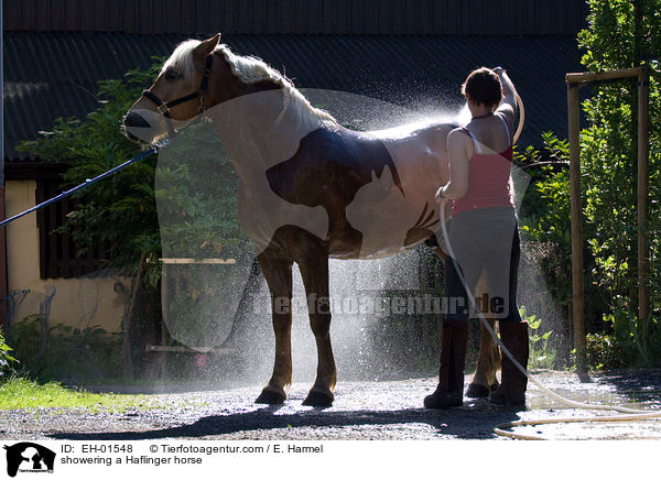 Haflinger wird geduscht / showering a Haflinger horse / EH-01548