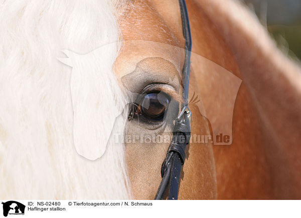 Haflinger stallion / NS-02480