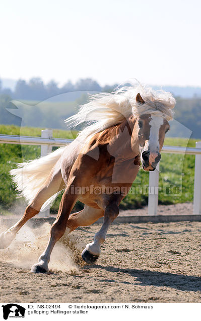 galoppierender Haflinger Hengst / galloping Haflinger stallion / NS-02494