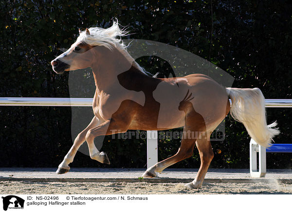 galoppierender Haflinger Hengst / galloping Haflinger stallion / NS-02496