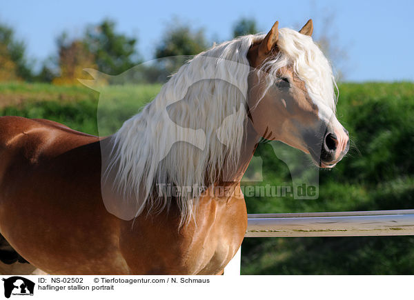 Haflinger Hengst Portrait / haflinger stallion portrait / NS-02502