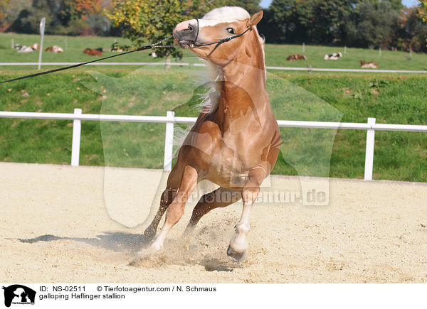 galoppierender Haflinger Hengst / galloping Haflinger stallion / NS-02511