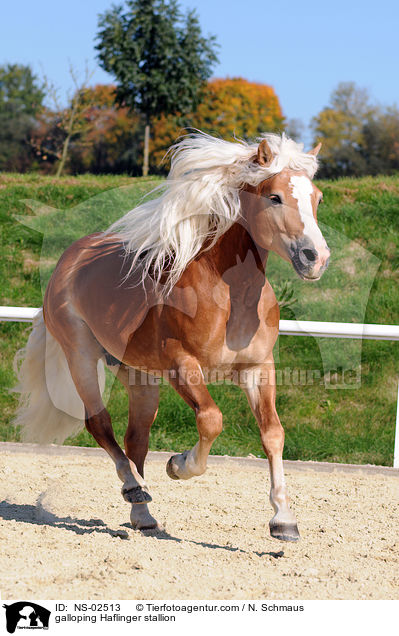 galoppierender Haflinger Hengst / galloping Haflinger stallion / NS-02513