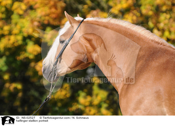 Haflinger Hengst Portrait / haflinger stallion portrait / NS-02527