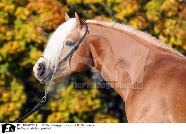 Haflinger Hengst Portrait / haflinger stallion portrait / NS-02534