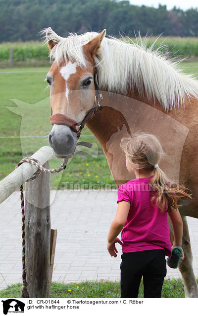 girl with haflinger horse / CR-01844