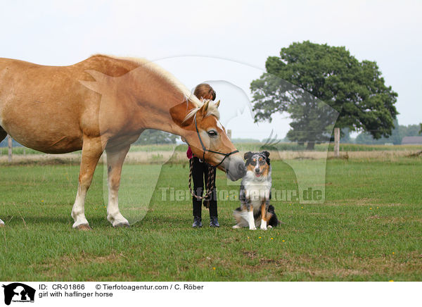 girl with haflinger horse / CR-01866