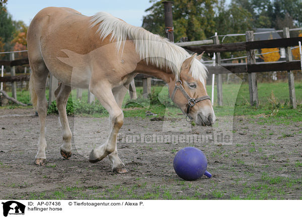 Haflinger / haflinger horse / AP-07436