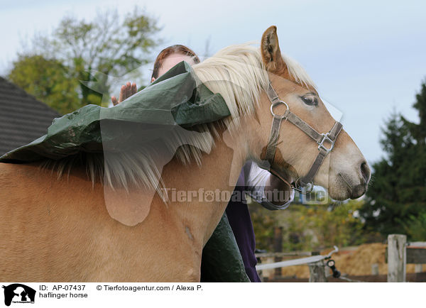 Haflinger / haflinger horse / AP-07437
