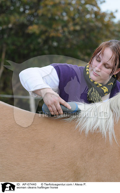 Frau putzt Haflinger / woman cleans haflinger horse / AP-07440