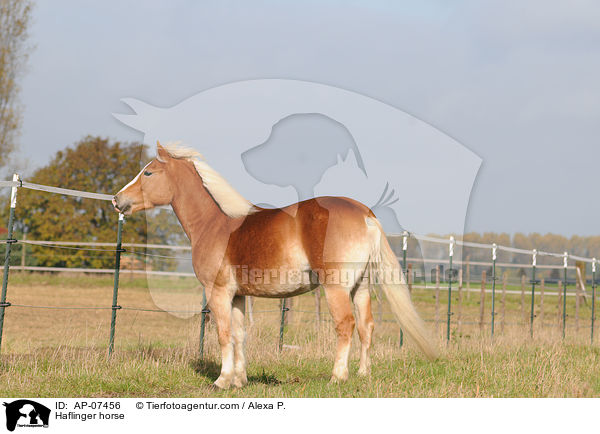 Haflinger / Haflinger horse / AP-07456