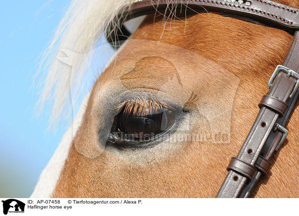 Haflinger Auge / Haflinger horse eye / AP-07458