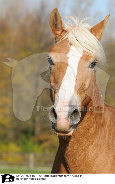 Haflinger Portrait / Haflinger horse portrait / AP-07516