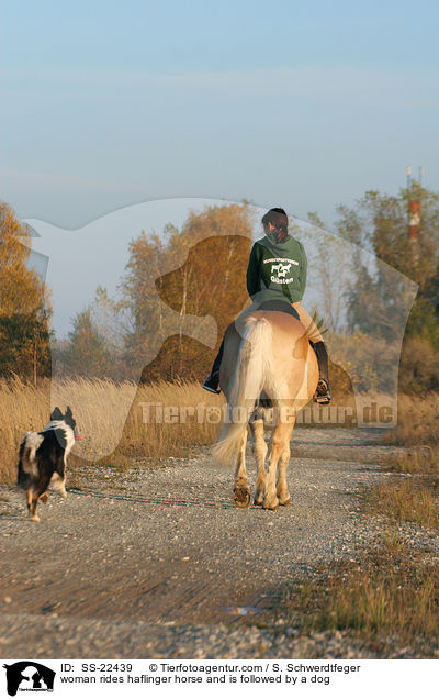 Frau reitet Haflinger / woman rides haflinger horse / SS-22439