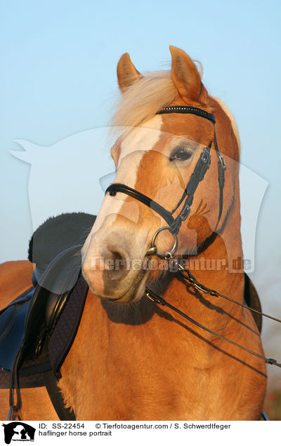 Haflinger Portrait / haflinger horse portrait / SS-22454