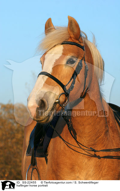 Haflinger Portrait / haflinger horse portrait / SS-22455