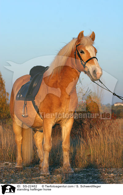 stehender Haflinger / standing haflinger horse / SS-22462