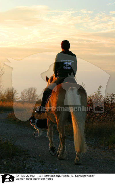 woman rides haflinger horse / SS-22463