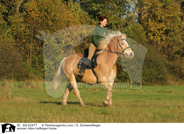 Frau reitet Haflinger / woman rides haflinger horse / SS-22477