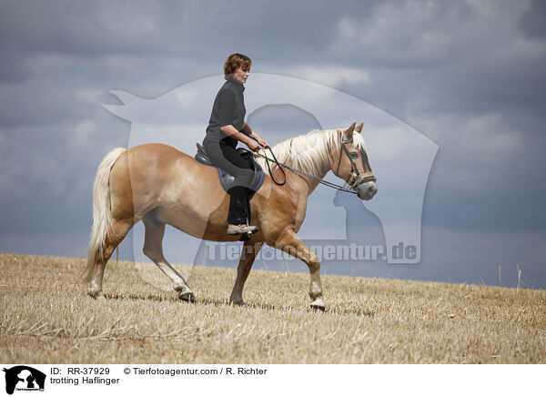 trabender Haflinger / trotting Haflinger / RR-37929